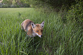 Red fox (Vulpes vulpes) in a meadow near an hedge, April, Hesse, Germany