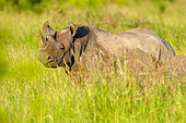 Black rhinoceros or hook-lipped rhinoceros (Diceros bicornis). KwaZulu Natal. South Africa