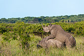 Black rhinoceros or hook-lipped rhinoceros (Diceros bicornis) (rhino) mating. KwaZulu Natal. South Africa