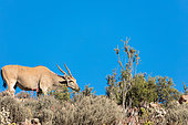 Eland (Taurotragus oryx) in typical karoo vegetation. Karoo, Western Cape, South Africa