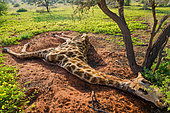 Dead South African giraffe or Cape giraffe (Giraffa giraffa giraffa). Northern Cape. South Africa.