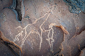 San or Bushman Petroglyph (rock engraving) of a South African giraffe or Cape giraffe (Giraffa giraffa giraffa). Northern Cape. South Africa.