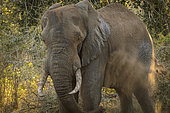 African bush elephant (Loxodonta africana) aka African savanna elephant or African elephant sand bathing. KwaZulu Natal. South Africa