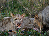 Lion (Panthera leo) feeding on a lowland nyala or nyala (Tragelaphus angasii). KwaZulu Natal. South Africa
