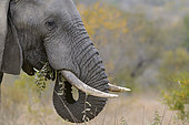 African bush elephant (Loxodonta africana) aka African savanna elephant or African elephant. Limpopo Province. South Africa