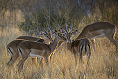 Impala (Aepyceros melampus). North West Province. South Africa