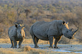 White rhinoceros or square-lipped rhinoceros or rhino (Ceratotherium simum). North West Province. South Africa