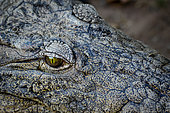 The eye of a Nile crocodile (Crocodylus niloticus). KwaZulu Natal. South Africa