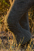African bush elephant (Loxodonta africana), also known as the African savanna elephant or African elephant Detail of front legs and feet. Botswana