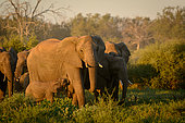 African bush elephant (Loxodonta africana), also known as the African savanna elephant or African elephant cow and calf in a herd. Botswana