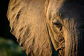 African bush elephant (Loxodonta africana), also known as the African savanna elephant or African elephant. Botswana