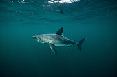 Porbeagle shark (Lamna nasus) off the coast of Brittany, Channel, France