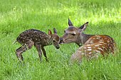 Sika Deer (Cervus nippon), doe with newborn fawn, captive, Bavaria, Germany, Europe