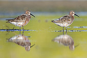 Curlew Sandpiper (Calidris ferruginea), side view of two adults standing in the water, Campania, Italy
