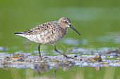 Curlew Sandpiper (Calidris ferruginea), side view of an adult moulting to breeding plumage, Campania, Italy