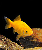 Common yellow goldfish (Carassius auratus)