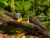 Tylomelania snails (Tylomelania sp. 'Piure Orange') in freshwater aquarium