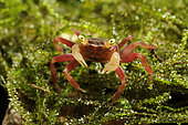 Mandarine crab (Geosesarma cf. notophorum), young female