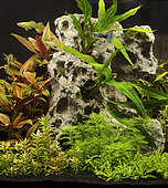 Guppy (Poecilia reticulata) in aquarium planted with Alternanthera reineckii, Rotala sp, Myriophyllum mattogrossense, Pogostemon helferi