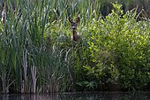 European roe deer (Carolus capreolus) looking attentively from the bank of a pond, Schleswig-Holstein, Germany, Europe