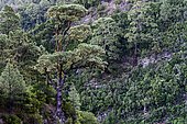 Majestic Canary Island pine (Pinus canariensis), La Palma, Canary Islands, Spain, Europe