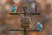 Blue tit (Cyanistes caeruleus) perched on a leveing line tool, England