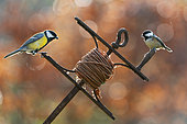 Great Tit (Parus major) and coal tit (Parus ater) perched on a leveling line tool