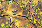 Coal tit (Periparus ater) perched amongst autumn leaves, England