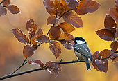 Coal tit (Periparus ater) perched amongst autumn leaves, England