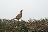 Pheasant (Phasianus colchicus) perched on a fence, England