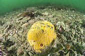 Yellow Boring Sponge (Cliona celata) beta form (encrusting), in the port of Sète, Hérault, Occitania, France