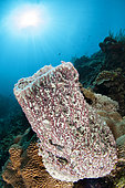 Sponge (Mycale vansoesti) living in symbiosis with the coralline algae (Amphiroa sp), in front of Siladen Island, Bunaken National Park, North Sulawesi, Indonesia.