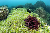 Purple sea urchin (Paracentrotus lividus) on Grape Caulerpa (Caulerpa cylindracea) seabed, in the Aire Marine Protégée de la Côte Agathoise, Hérault, Occitanie, France