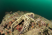 Spiny starfish (Marthasterias glacialis)), at the mouth of the Krka River, Krka National Park, Croatia