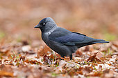 Western Jackdaw (Coloeus monedula), side view of an adult standing on the ground, Mazovian Voivodeship, Poland