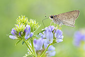 Skipper (Gegenes sp), side view of an adult sucking nectar from a flower, Campania, Italy