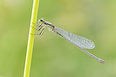 Blue-tailed Damselfly (Ischnura elegans), side view of a female perched on a stem, Campania, Italy