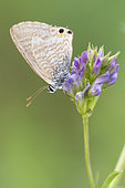 Long-tailed Blue (Lampides boeticus), side view of an adult perched on an Alfalfa (Medicago sativa) flower, Campania, Italy