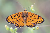 Spotted Fritillary (Melitaed didyma), adult with opened wings, Campania, Italy