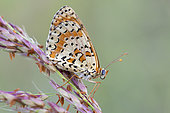 Spotted Fritillary (Melitaed didyma), side view of an adult perched on plant, Campania, Italy