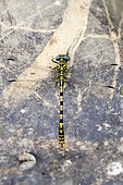 Small Pincertail (Onychogomphus forcipatus), adult on a stone seen from the top, Campania, Italy