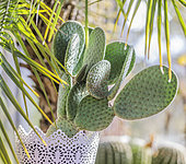 Polka dot Cactus (Opuntia microdasys) 'Caress' grown in pots indoors: this cactus has no thorns.