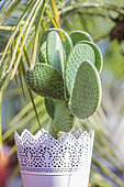 Polka dot Cactus (Opuntia microdasys) 'Caress' grown in pots indoors: this cactus has no thorns.