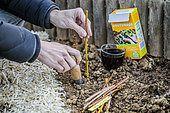 Setting of dry forsythia cuttings in winter, previously soaked in a cutting hormone substitute based on humic acid.