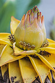 Golden lotus or Chinese dwarf banana (Musella lasiocarpa). Cousin of the spectacularly flowering banana tree.