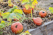 Pumpkins 'Red Kuri' ready to be harvested in September.