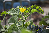 Freshly blooming cucumber flower on the plant in the vegetable garden.