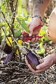 Eggplant harvest, in summer.