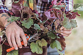 Cutting the heuchera in steps. 1: Cutting stems on the periphery of the clump.