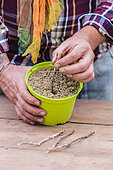 Putting redcurrant cuttings in a pot filled with sand in winter.